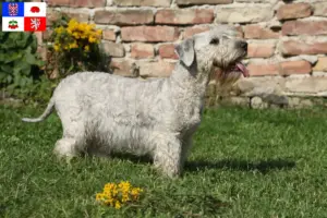 Read more about the article Czech Terrier breeder and puppies in Vysočina