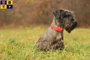 Read more about the article Czech Terrier breeder and puppies in Zlín
