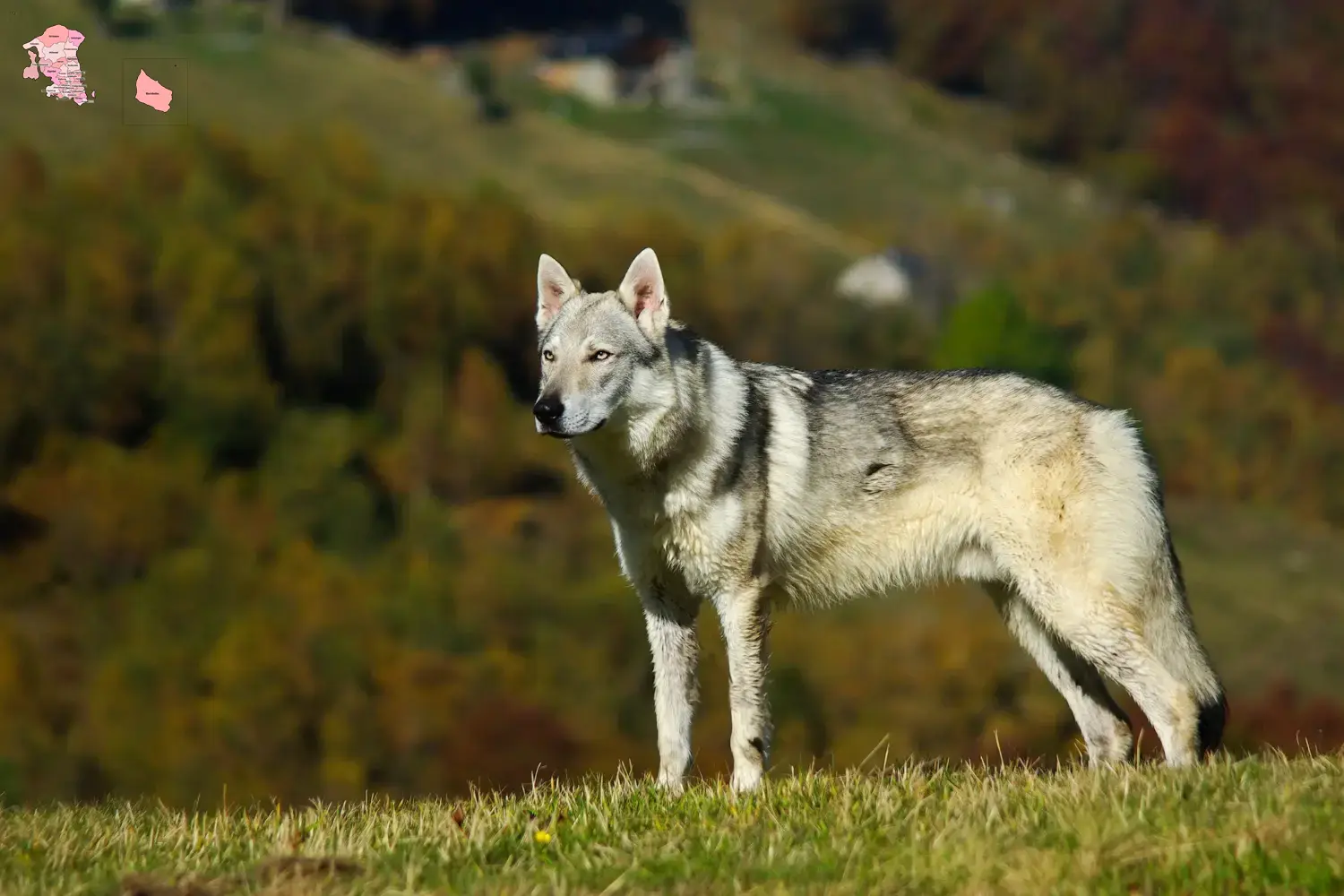 Read more about the article Czechoslovakian Wolfhound breeder and puppies in Hovedstaden