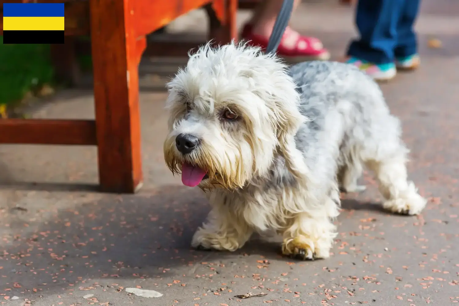 Read more about the article Dandie Dinmont Terrier breeders and puppies in Gelderland