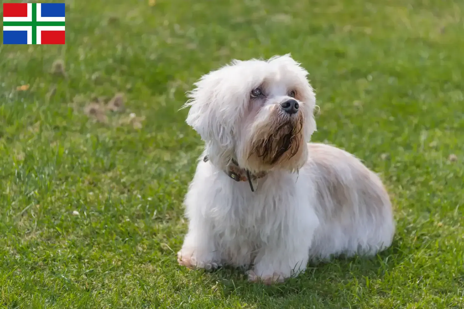 Read more about the article Dandie Dinmont Terrier breeders and puppies in Groningen
