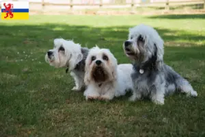 Read more about the article Dandie Dinmont Terrier breeders and puppies in Limburg