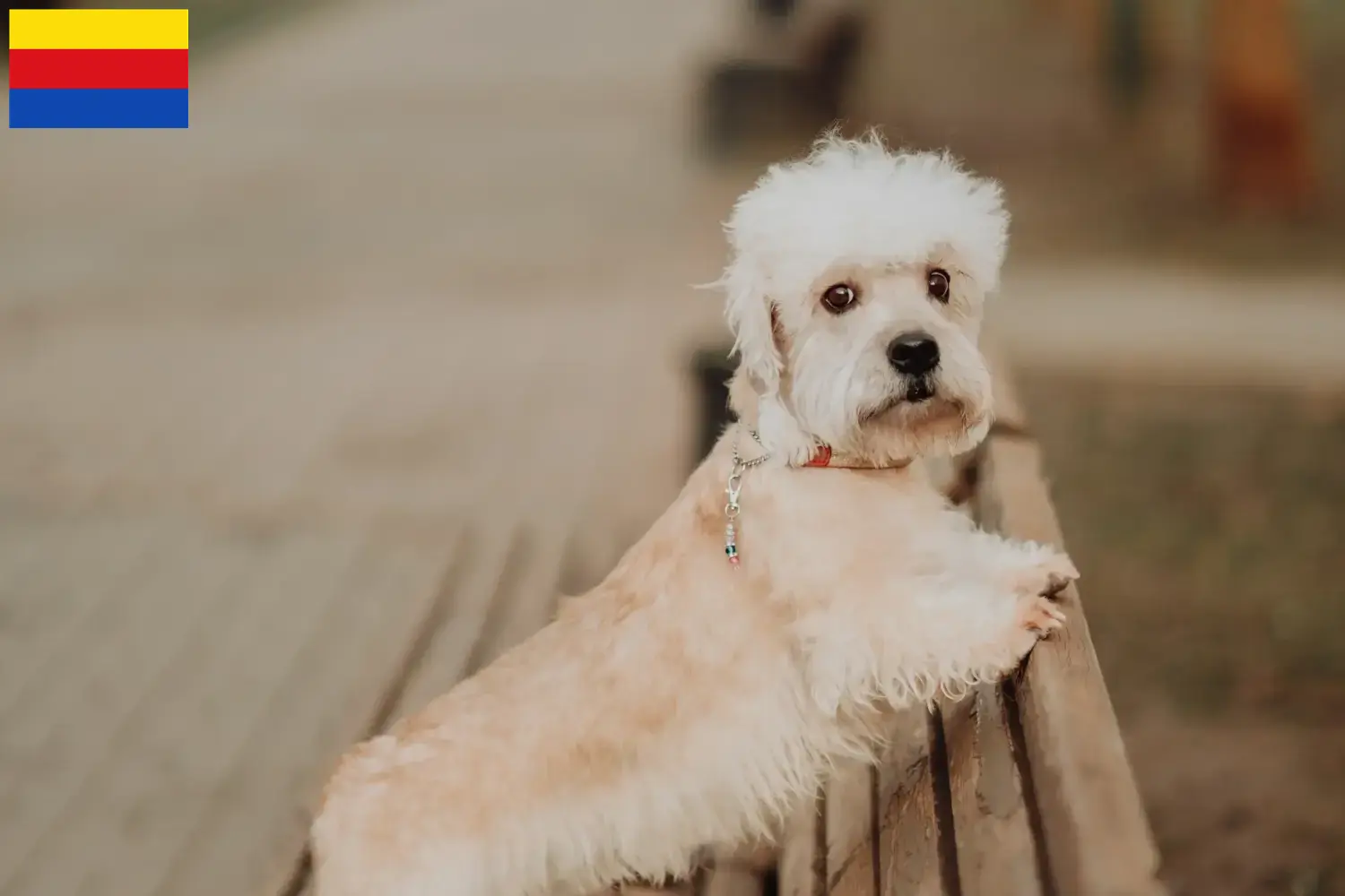 Read more about the article Dandie Dinmont Terrier breeders and puppies in North Holland