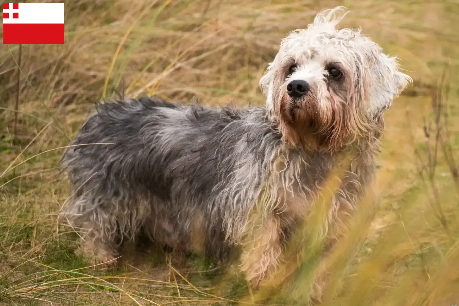 Read more about the article Dandie Dinmont Terrier breeders and puppies in Utrecht