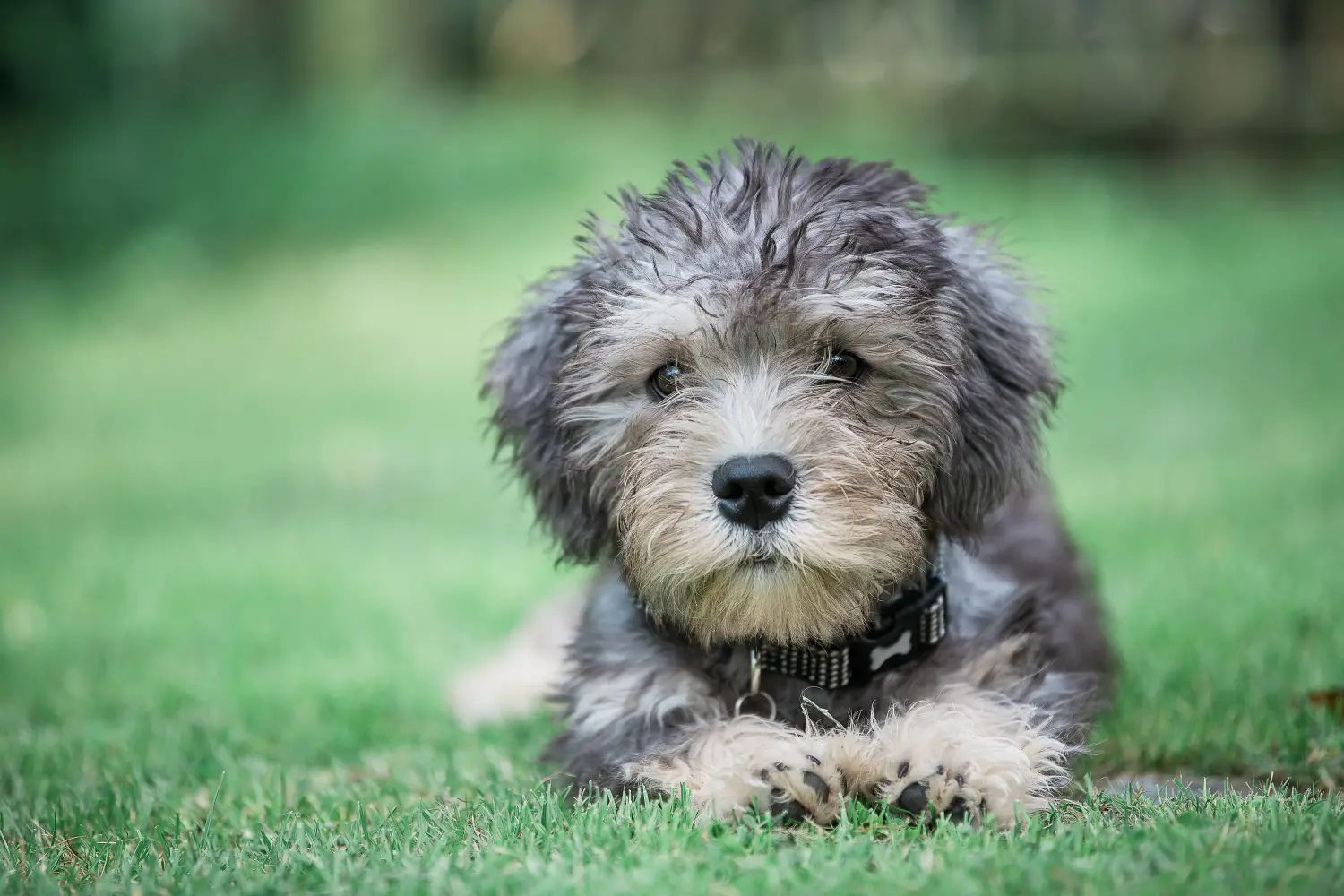 Buying a Dandie Dinmont Terrier puppy means taking responsibility! Buy Dandie Dinmont Terrier puppies.