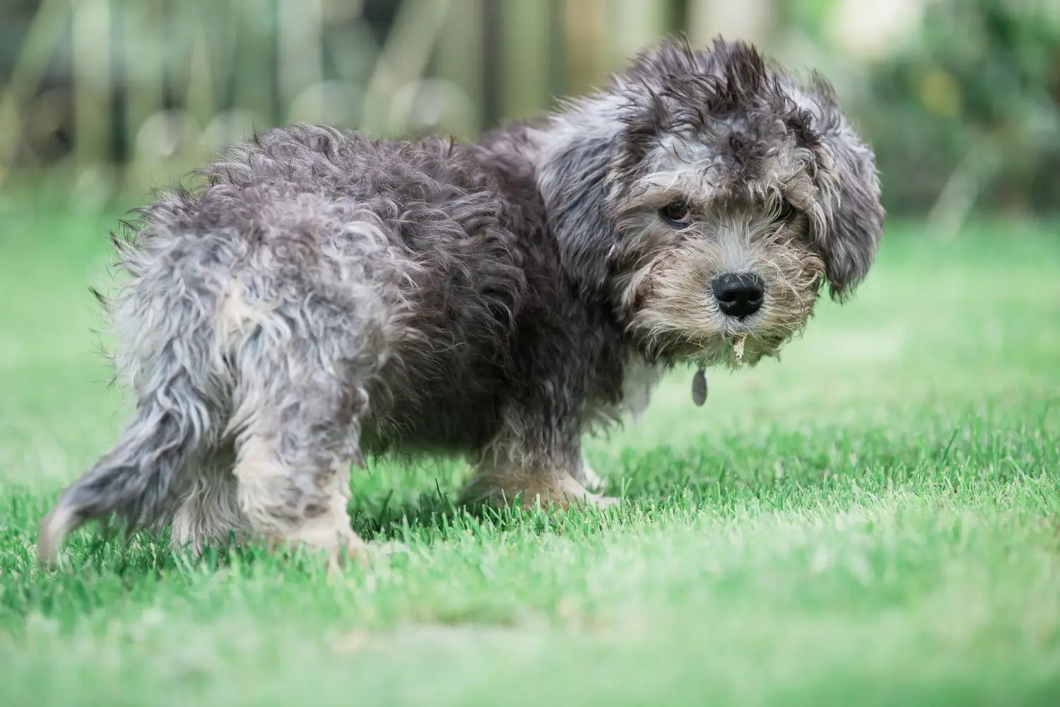 Buying a Dandie Dinmont Terrier puppy means taking responsibility! Buy Dandie Dinmont Terrier puppies.