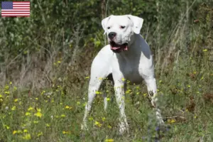 Read more about the article Dogo Argentino breeders and puppies in the USA