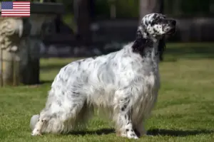 Read more about the article English Setter breeders and puppies in the USA