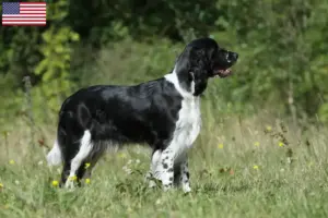 Read more about the article English Springer Spaniel breeders and puppies in the USA