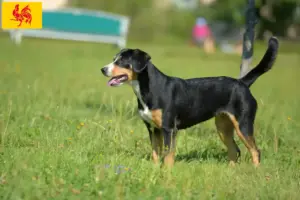 Read more about the article Entlebuch Mountain Dog Breeder and Puppies in Walloon Region
