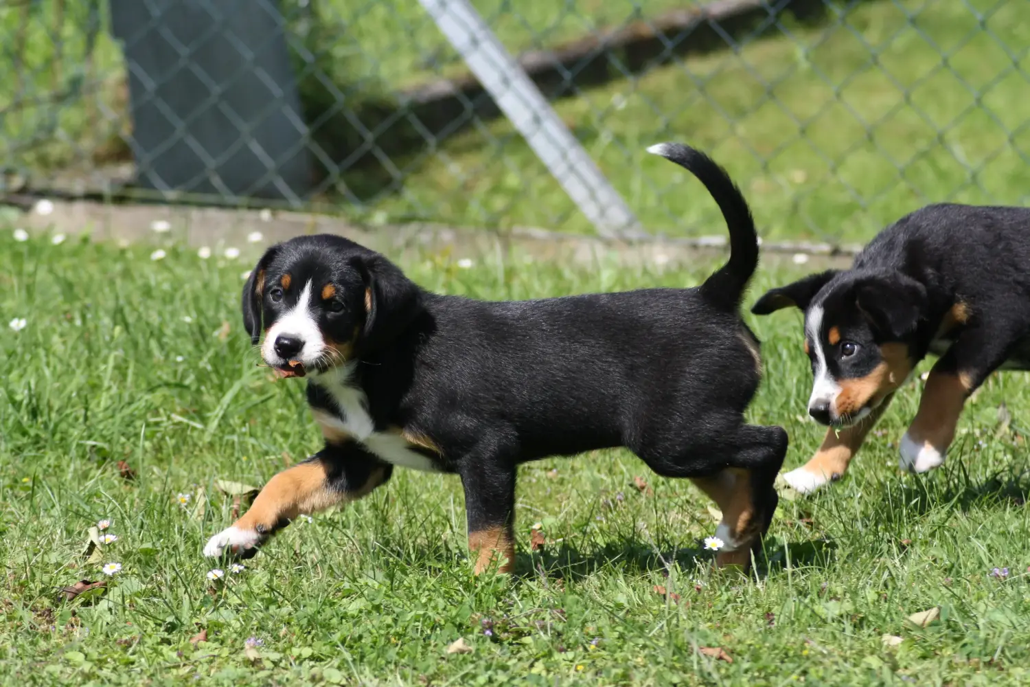 Buying an Entlebuch Mountain Dog puppy means taking responsibility! Buy Entlebuch Mountain Dog puppies.