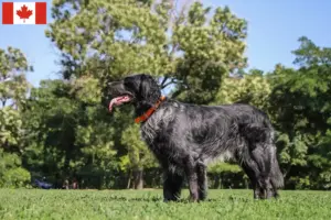 Read more about the article Epagneul Bleu de Picardie breeders and puppies in Canada