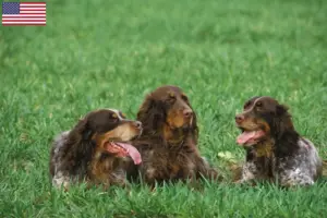 Read more about the article Épagneul Picard breeders and puppies in the USA