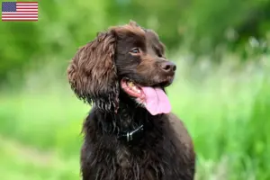 Read more about the article Field Spaniel breeders and puppies in the USA