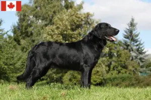 Read more about the article Flat Coated Retriever breeders and puppies in Canada