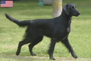 Read more about the article Flat Coated Retriever breeders and puppies in the USA