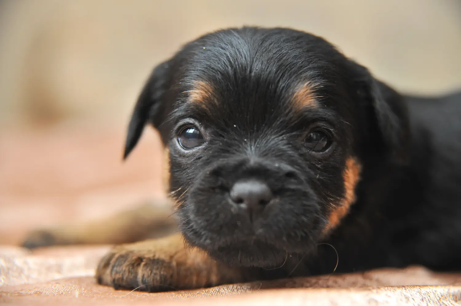 Buying a German Hunting Terrier puppy means taking responsibility! Buy German Hunting Terrier puppies.