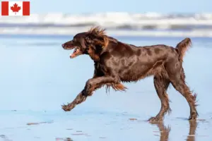 Read more about the article German Longhair breeders and puppies in Canada