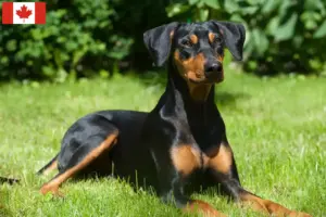 Read more about the article German Pinscher breeders and puppies in Canada