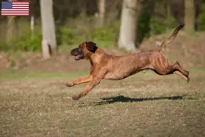 Read more about the article Hannoverscher Schweißhund breeders and puppies in the USA