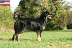 Read more about the article Hovawart breeders and puppies in the USA