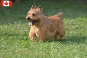 Read more about the article Irish Glen of Imaal Terrier breeders and puppies in Canada