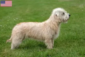 Read more about the article Irish Glen of Imaal Terrier breeders and puppies in the USA