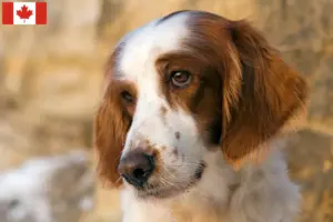 Read more about the article Irish Red and White Setter Breeders and Puppies in Canada