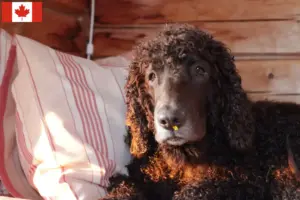 Read more about the article Irish Water Spaniel breeders and puppies in Canada