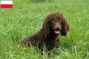 Read more about the article Irish Water Spaniel breeders and puppies in Poland