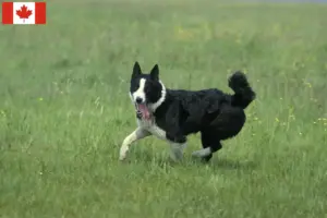Read more about the article Karelian Bear Dog breeders and puppies in Canada
