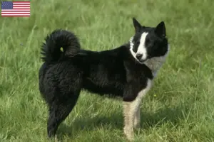 Read more about the article Karelian Bear Dog breeders and puppies in the USA