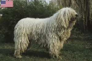 Read more about the article Komondor breeders and puppies in the USA