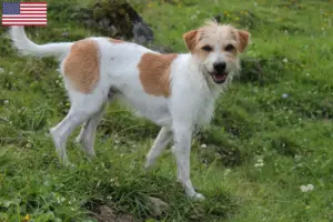 Read more about the article Kromfohrländer breeders and puppies in the USA