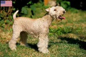 Read more about the article Lakeland Terrier breeders and puppies in the USA