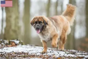 Read more about the article Leonberger breeders and puppies in the USA