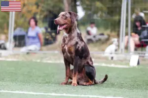 Read more about the article Louisiana Catahoula Leopard Dog breeders and puppies in the USA