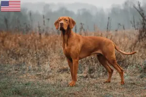 Read more about the article Magyar Vizsla breeders and puppies in the USA