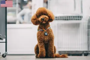 Read more about the article Maltipoo breeders and puppies in the USA