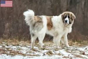 Read more about the article Mastín del Pirineo breeders and puppies in the USA