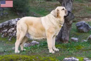 Read more about the article Mastín Español breeders and puppies in the USA