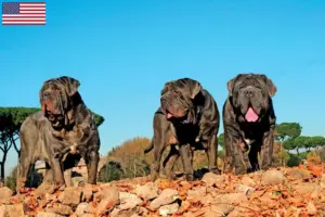 Read more about the article Mastino Napoletano breeders and puppies in the USA