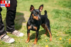 Read more about the article Miniature Pinscher breeders and puppies in Central Bohemia