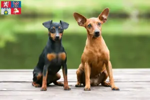 Read more about the article Miniature Pinscher breeder and puppies in Pardubice