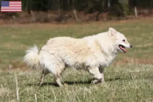 Read more about the article Mudi breeders and puppies in the USA