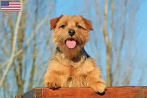 Read more about the article Norfolk Terrier breeders and puppies in the USA