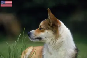 Read more about the article Norwegian Lundehund breeders and puppies in the USA