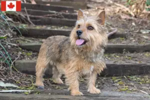 Read more about the article Norwich Terrier breeders and puppies in Canada
