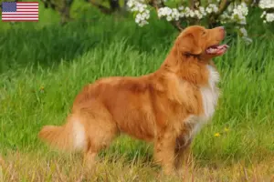 Read more about the article Nova Scotia Duck Tolling Retriever breeders and puppies in the USA