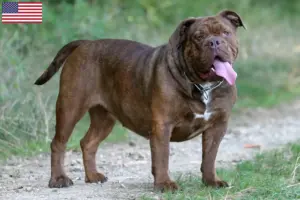 Read more about the article Olde English Bulldog breeders and puppies in the USA